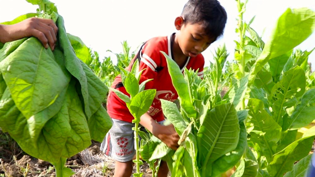 Anak-anak ikut menanen tembakau. Mereka terancam terpapar nikotin. Banyak dari buruh anak ini merasakan sakit kepala, mual-mual sampai muntah. Foto: HRW