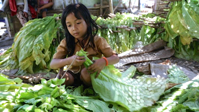 Anak-anak pulang sekolah ikut membantu orangtua memanen tembakau. Dari penelusuran HRW, para orangtua tak mengetahui kalau anak-anak berbahaya bekerja dengan tembakau. Foto: HRW