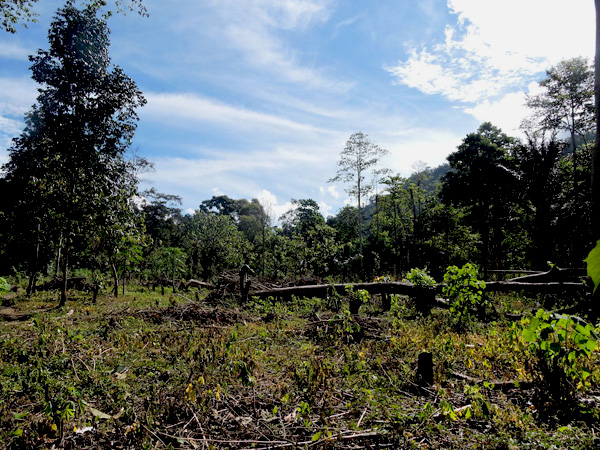 Pembukaan kawasan HPT untuk kegiatan transmigrasi. Foto: Christopel Paino