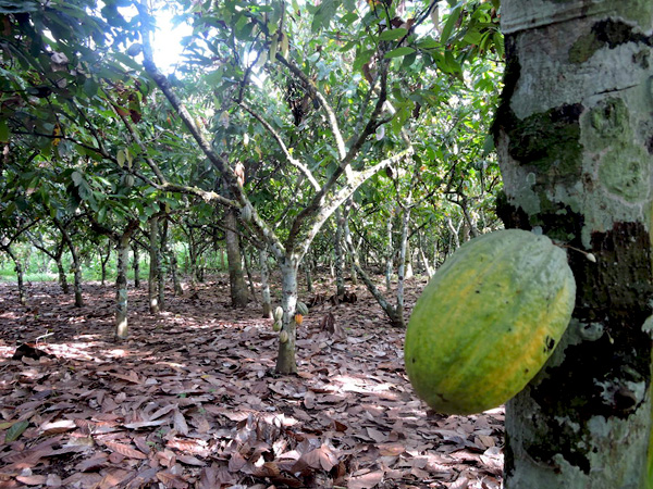 Kebun kakao milik warga di Desa Mekarti Jaya, Kecamatan Taluditi, Kabupaten Pohuwato. Foto: Christopel Paino