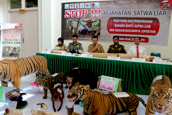 Sejumlah barang bukti yang ditunjukkan ini merupakan bukti tingginya perburuan satwa liar di Aceh. Foto: Chik Rini