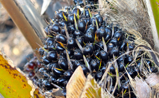 Badan Pengelola Dana Perkebunan (BPDP) Sawit (Crude Palm Oil/COP Fund) terbentuk dengan pertimbangan utama menjamin pengembangan perkebunan sawit berkelanjutan. Ini seperti tercantum dalam pembuka Peraturan Presiden No 61 Tahun 2015, soal penghimpunan dan penggunaan dana perkebunan sawit. Bagaimana dalam perjalanan setahun ini? Apakah berjalan sesuai pertimbangan kala pembentukan badan ini? Foto: Sapariah Saturi