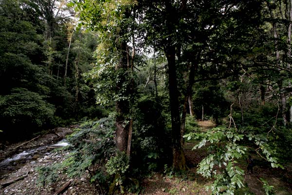 Mr. Jali tetap mempertahankan tata cara tradisional dan kearifan masyarakat lokal saat melakukan pendakian juga menjaga kelestarian Leuser. Foto: Junaidi Hanafiah