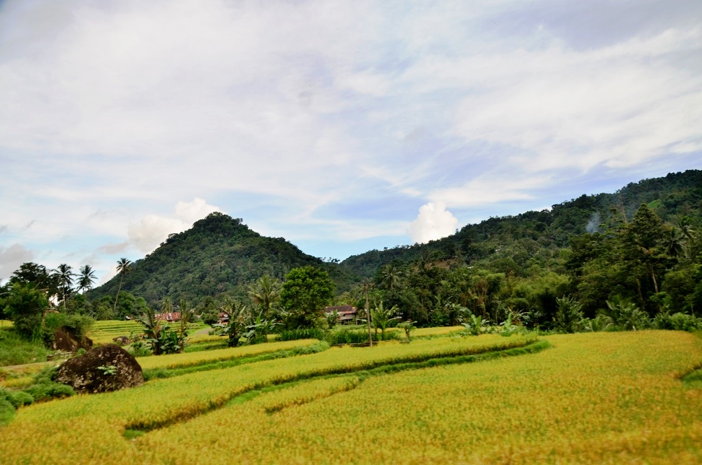 Desa Pasang sebagai pusat dari wilayah komunitas adat Pasang memiliki kondisi lahan yang beragam, dari datar hingga berbukitan. Sebagian besar warganya merupakan petani sawah dan kebun. Penataan desa yang baik dan bersih, ditopang oleh partisipasi warga yang baik membuatnya terpilih sebagai desa terbaik di Kabupaten Enrekang. Foto: Wahyu Chandra