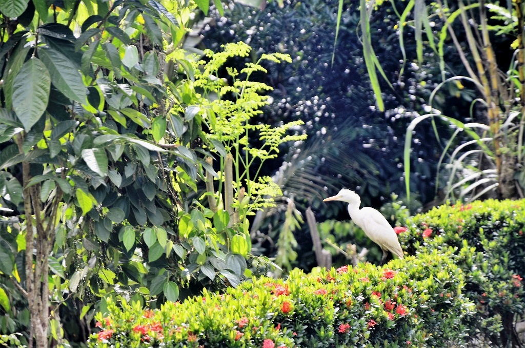 Burung Bangau dengan mudah ditemukan di pinggir jalan ataupun pekarangan rumah di Desa Pasang, Enrekang, Sulsel tanpa ada gangguan atau penangkapan dari warga. Ada sanksi adat bagi warga atapun orang luar desa yang melakukan perburuan. Foto: Wahyu Chandra.