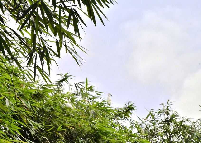 Burung bangau atau coka dan campong terlihat direrimbunan pohon bambu di Desa Pasang, Enrekang, Sulsel. Di malam hari, jumlah burung yang bertengger di cabang bambu bisa mencapai ribuan ekor. Foto: Wahyu Chandra