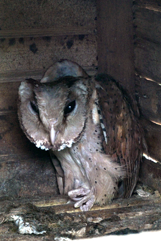 Petani di Dusun Pagi, Tabanan, Bali menggunakan burung hantu sebagai predator alami untuk mengatasi hama tikus di sawahnya. Foto : Luh De Suriyani