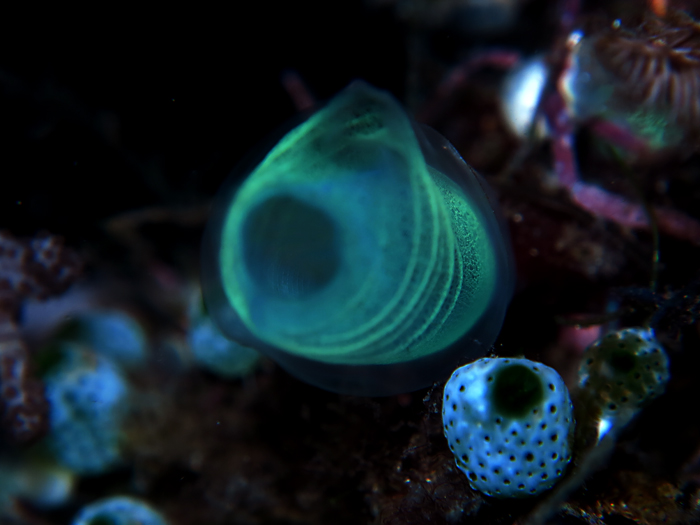 Tunicate atau urochordata, hewan laut eksotis yang berfungsi ekologis penting di laut. Foto : Wisuda