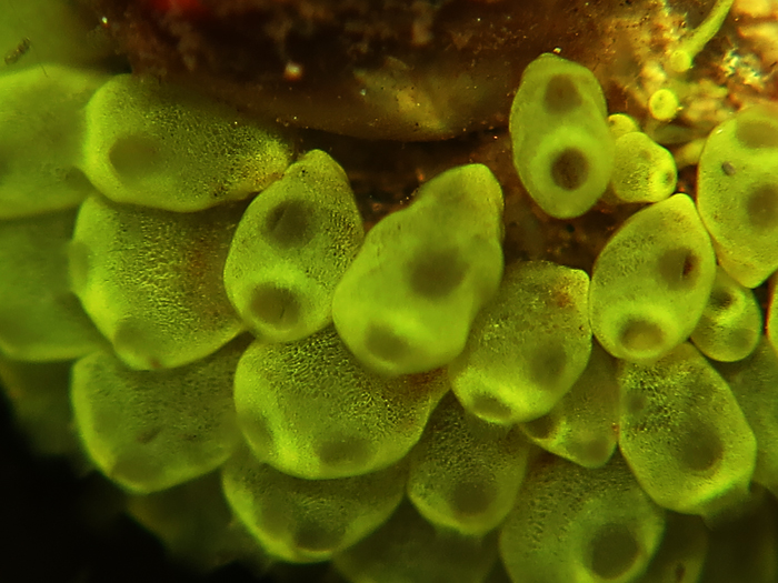 Tunicate, hewan laut eksotis yang hidupnya parasit pada terumbu karang. Foto : Wisuda