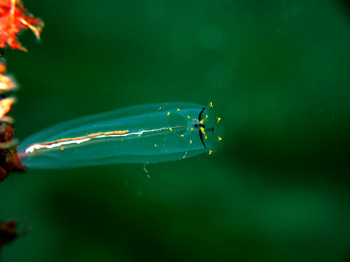 Tunicate atau urochordata, hewan laut eksotis yang berfungsi ekologis penting di laut. Foto : Wisuda