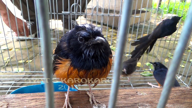 Murai batu ini juga turut disita dari Cargo Bandara KNIA bersama ratusan lovebird. Foto: Ayat S Karokaro