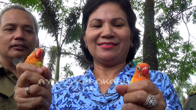 Hotmauli Sianturi, Kepala BBKSDA Sumut sesaat setelah memimpin penyitaan dari Cargo Bandara KNIA menunjukkan barang bukti lovebird. Foto: Ayat S Karokaro