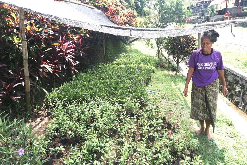 mongabay desa petiga tabanan bali sentra tanaman hias