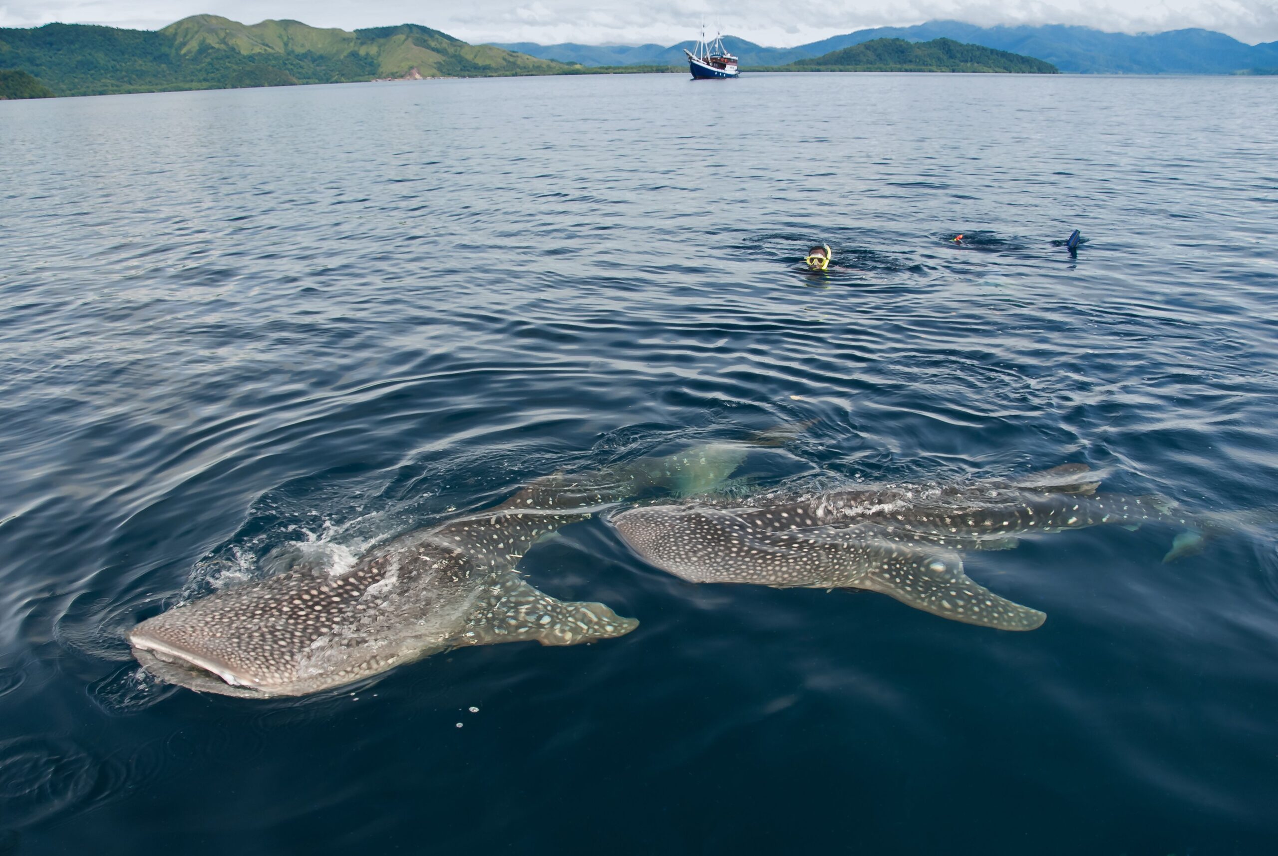 Hiu paus (Rhincodon typus) di perairan Hiu Paus di perairan Teluk Cendrawasih, Kabupaten Nabire, Papua Barat. Foto : Conservation International Indonesia 