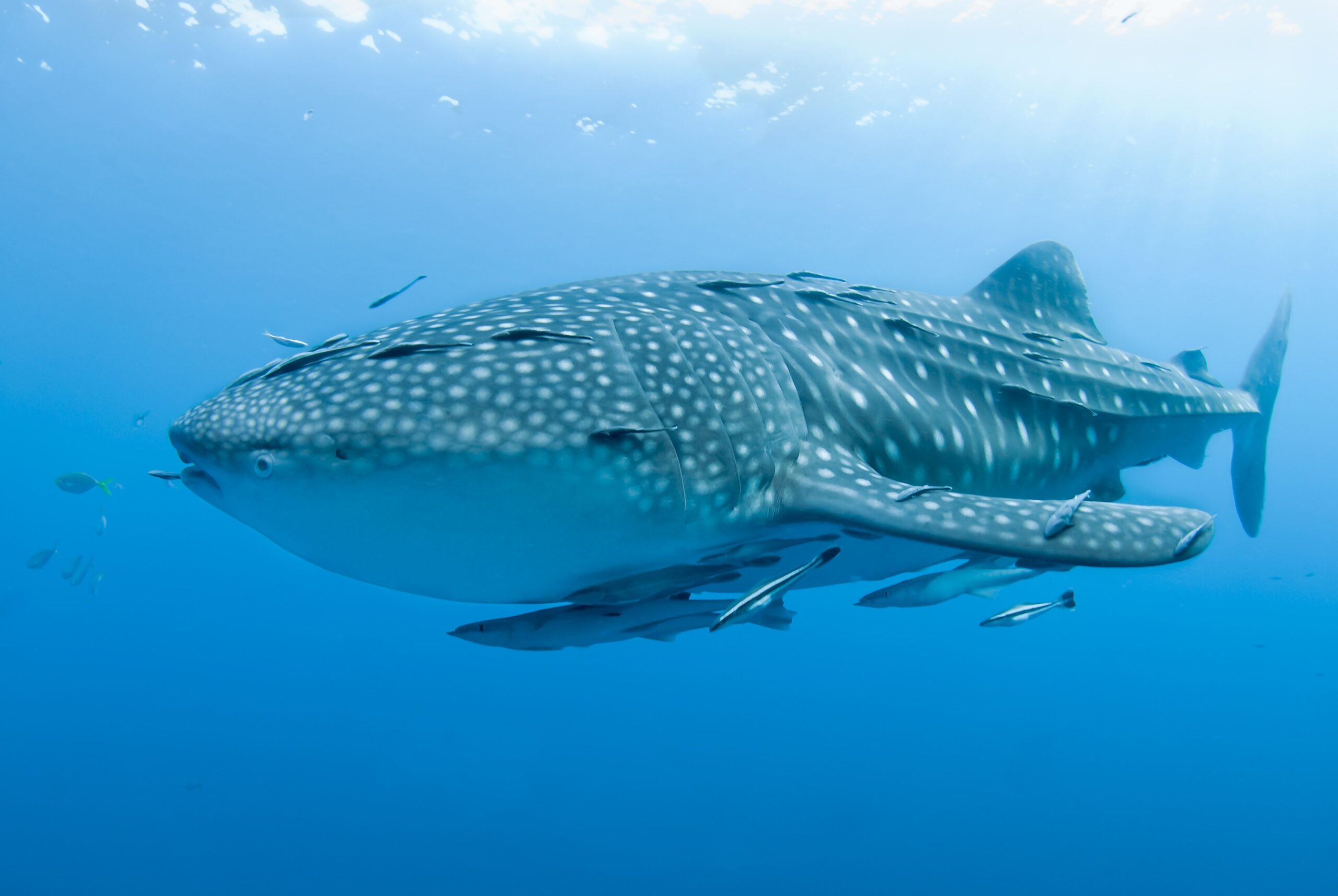 hiu paus (Rhincodon typus) di perairan Hiu Paus di perairan Teluk Cendrawasih, Kabupaten Nabire, Papua Barat. Foto : Conservation International Indonesia