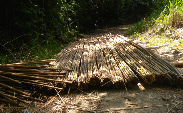 Rotan produksi warga, dikumpulkan, lalu ditimbang untuk dijual. Foto: Andika Dhika