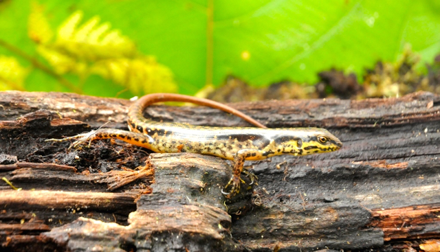 Sphenomorphus variegatus. Foto: Eko Rusdianto