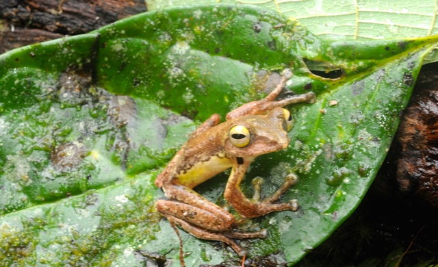 Rhacophorus monticola - katak pohon gunung endemik Sulawesi. Foto: Eko Rusdianto