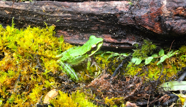 Hylarana macrops,- endemik Sulawesi. Foto: Eko Rusdianto