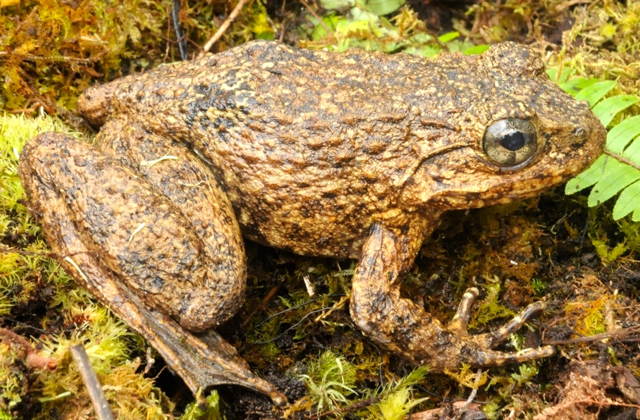 Limnonectes cf. modestus - jenis yang hidup di sungai namun status taksonomi (dalam ilmu pemberiaan nama) dalam kelompok atau klasifikasi masih memerlukan kajian yang lebih mendalam. Foto: Eko Rusdianto