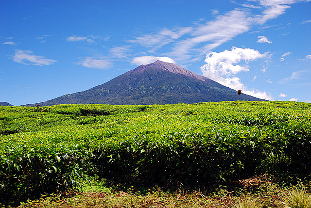Gunung Kerinci yang dilihat dari Kayu Aro, Kerinci, dikelilingi hutan lebat Taman Nasional Kerinci Seblat. Sumber: Wikipedia