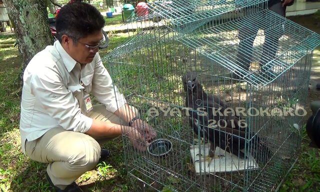 Herbert Aritonang, Kepala Seksi Konservasi Wilayah II Stabat, BBKSDA Sumut memimpin penyitaan seekor Elang hitam dari seorang warga di Sibolangit. Foto: Ayat S Karokaro