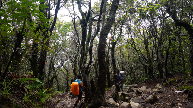 Suara binatang hutan, menjadi musik indah kala melintasi hutan menuju Puncak Gede-Pangrango. Foto: Lusia Arumingtyas
