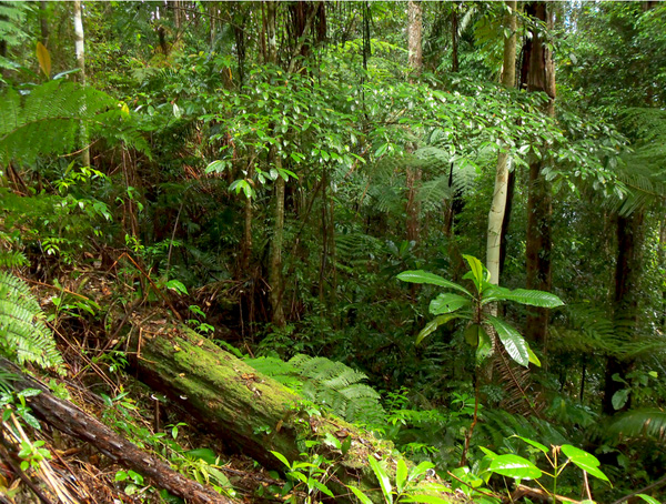 Habitat Cicak Jari Lengkung Hitch. Foto: Hellen Kurniati