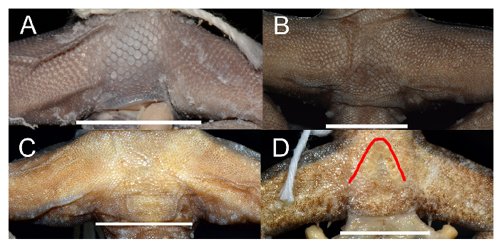 Perbandingan prekloakal dan femoral. Sumber: Zootaxa
