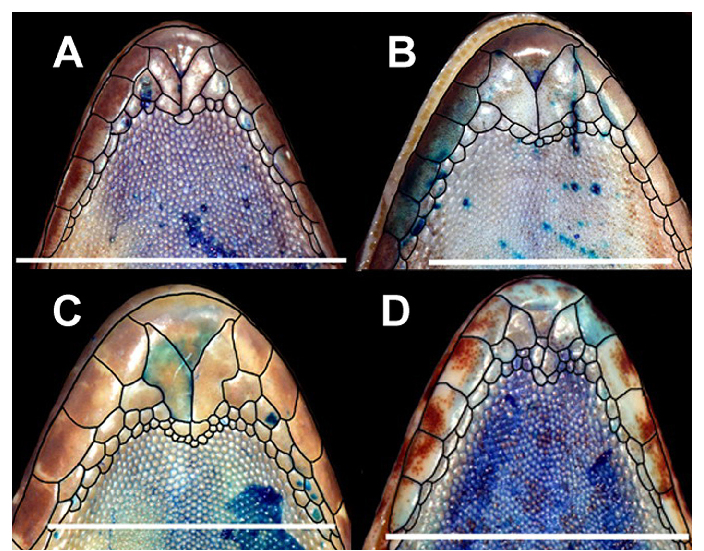 Perbandingan sisik cicak jenis baru dengan jenis lain yang ada di Sulawesi. Sumber: Zootaxa 