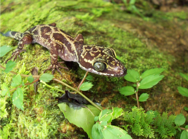 Cyrtodactylus hitchi. Foto: Hellen Kurniati