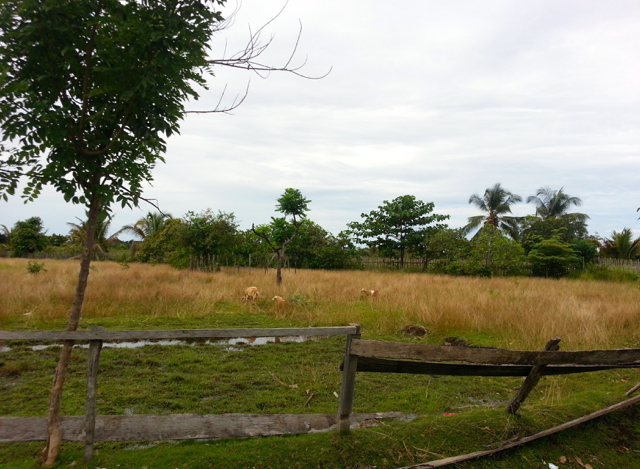 Lahan warga Desa Bahomakmur ini dulu padi menguning. Setelah ada jalan tambang dan tanggul tinggi, air irigasipun tak mengalir, dan tanaman tak tumbuh lagi...Foto: Sapariah Saturi