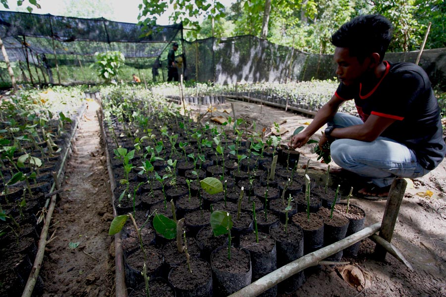 Pengembangan bibit lemon di CRU Trumon. Foto: Junaidi Hanafiah