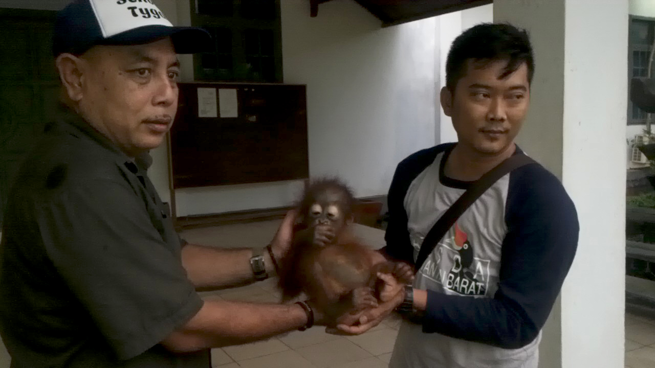 Ujang Lambai, orangutan usia sekitar 6 bulan yang diserahkan kepada petukas BKSDA Ketapang. Foto: Aseanty Pahlevi