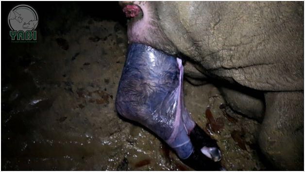 Prosesi kelahiran badak betina yang dimulai dari kaki belakang. Badak betina ini anak kedua Ratu. Foto: YABI