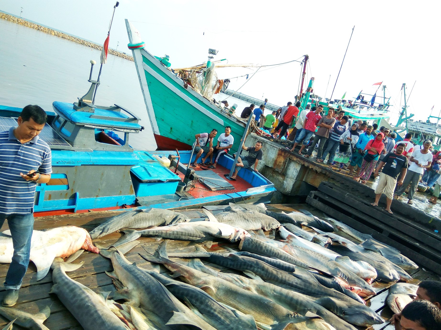 Suasana di Pangkalan Pendaratan Ikan (PPI) Pasiran, Pulau Sabang, Aceh pada Minggu (01/05/2016). Ikan hiu menjadi salah satu tangkapan nelayan Sabang. Foto : M Ambari