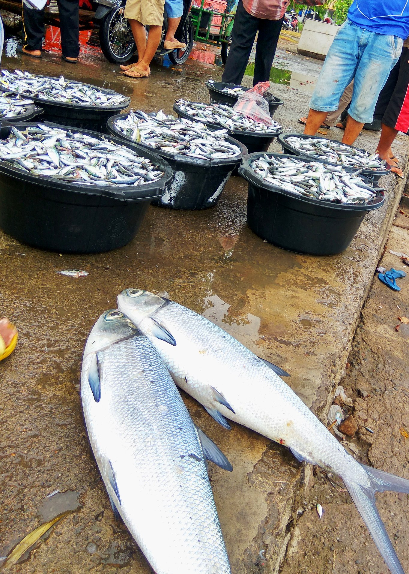 Hasil penangkapan ikan di Pangkalan Pendaratan Ikan (PPI) Pasiran, Pulau Sabang, Aceh pada Minggu (01/05/2016). Foto : M Ambari