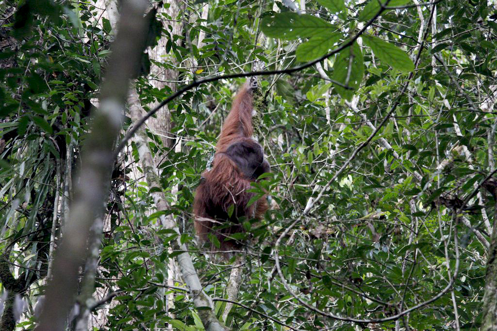 Dany yang kini menghuni TNBBBR. Foto: YIARI