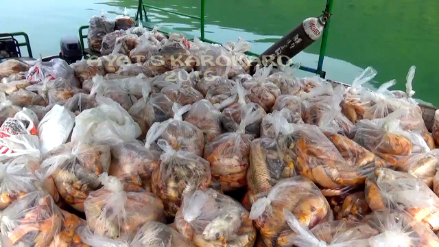 Ikan mati yang dimasukkan kantong buat dikubur. Foto: Ayat S Karokaro