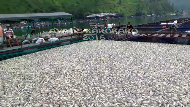 Jutaan ikan mati dalam keramba jaring di Danau Toba. Sampai saat ini belum ada keterangan resmi pemerintah soal penyebab kematian. Foto: Ayat S Karokaro