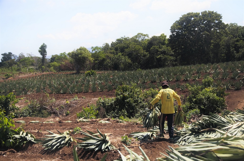 Melalui izin yang diterbitkan Pemda Sumbawa Barat pada 2014 lalu PT. Pulau Sumbawa Agro kini melakukan penanaman sisal di lahan yang diklaim sebagai tanah adat komunitas adat Talonang. Aktivitas penanaman ini mendapat penjagaan dari polisi setempat dengan alasan mencegah adanya konflik dengan warga. Foto : Wahyu Chandra