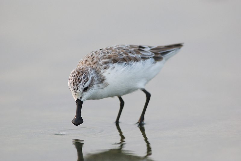 Spoon-billed Sandpiper. Foto: Smith Sutibut