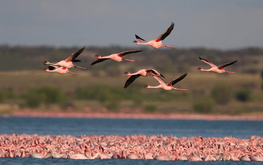 Lesser Flamingo (Phoeniconaias minor). Foto: Mark Anderson