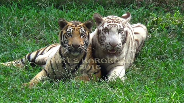 Harimau Benggala ini hidup di kandang sempit di Medan Zoo. Foto: Ayat S Karokaro