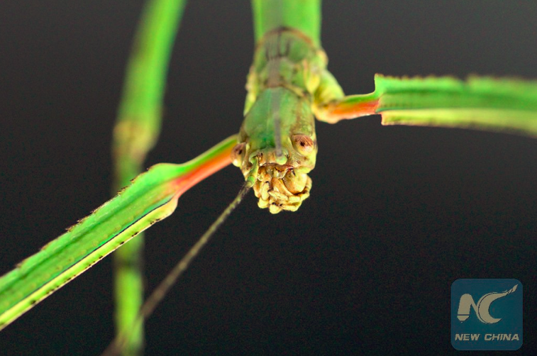 serangga terpanjang china penampakan muka