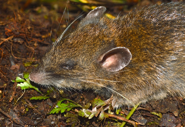 Tikus lewa-lewa, juga temuan LIPI yang belum memiliki nama latin. Foto: Tri Haryoko