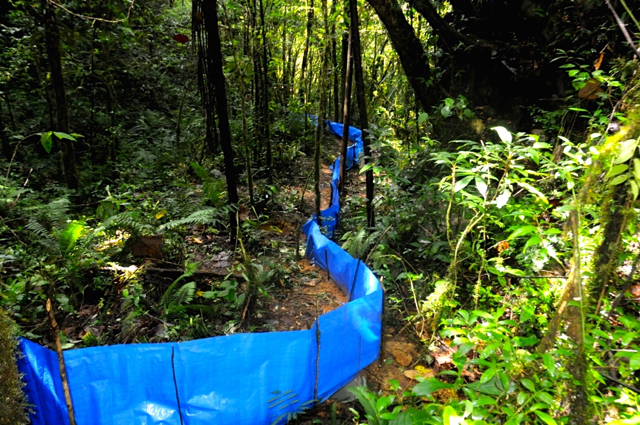 Perangkap yang dibuat tim ekspedisi untuk menagkap tikus, ular, atau kadal. di bagian bawah terpal ditempatkan ember berisi air. dua jam sekali akan dicek. Foto: Eko Rusdianto