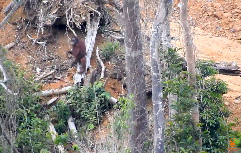 Orangutan yang terjebak di wilayah kebun sawit PT. AE di Kalimantan Timur. Foto: COP