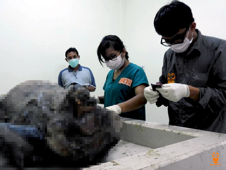 Orangutan yang mati di Sungai Sangatta, Kecamatan Sangatta Utara, Kabupaten Kutai Timur, Kalimantan Timur, saat dilakukan nekropsi. Foto: COP