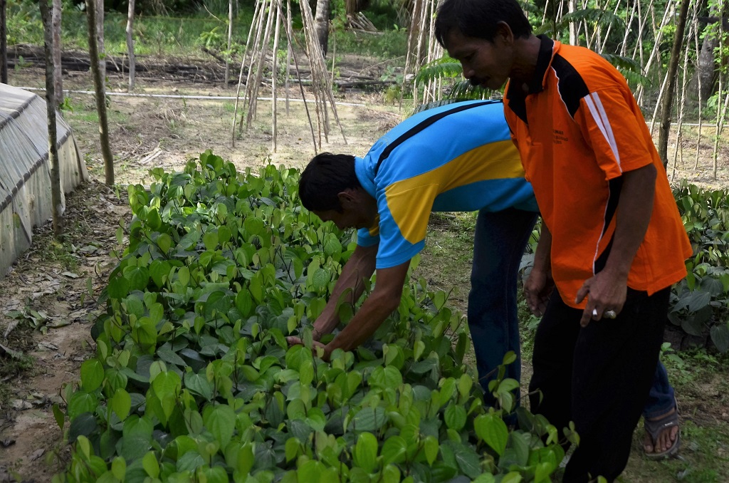 Dalam pelaksanaan program di Sulawesi, AgFor memberikan pelatihan pembibitan kepada petani. Kalau di awal program hanya disiapkan 1 demplot yang dimiliki kelompok, kini seluruh anggota kelompok memiliki demplot pembibitan sendiri. Foto: Wahyu Chandra